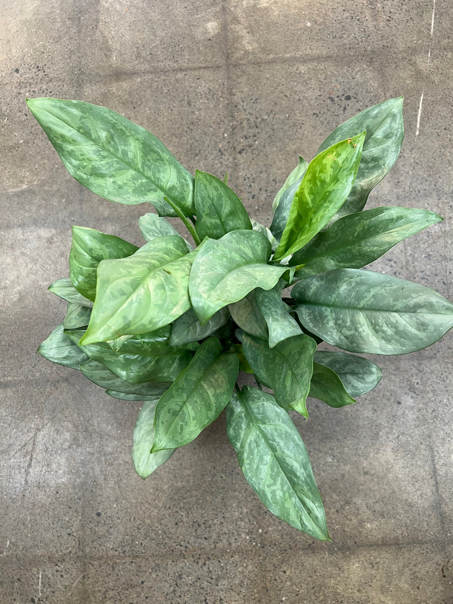 Aglaonema Grey Ghost