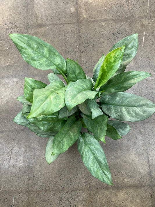 Aglaonema Grey Ghost