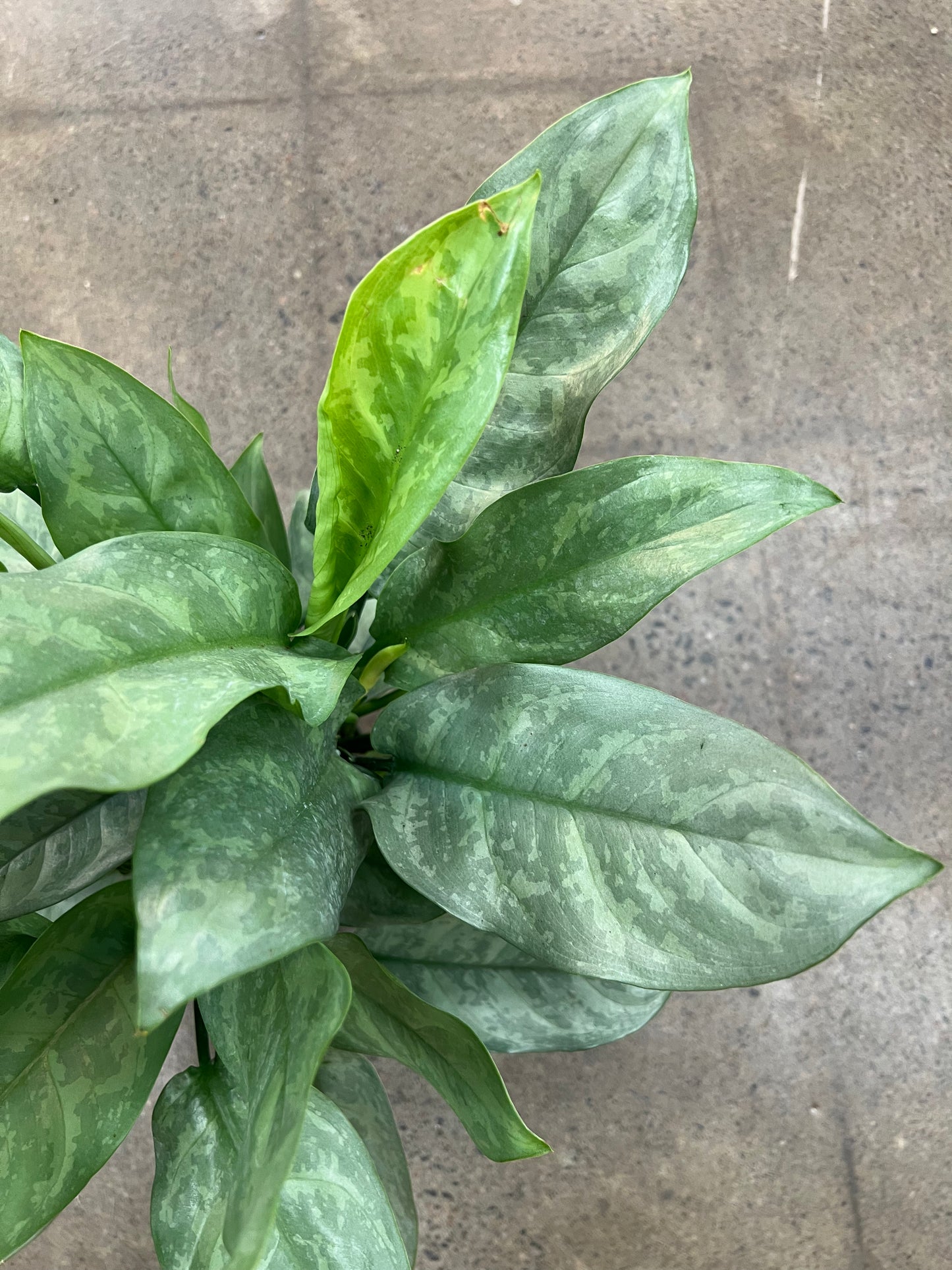 Aglaonema Grey Ghost