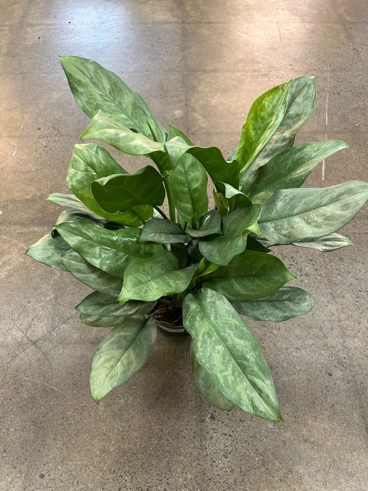 Aglaonema Grey Ghost