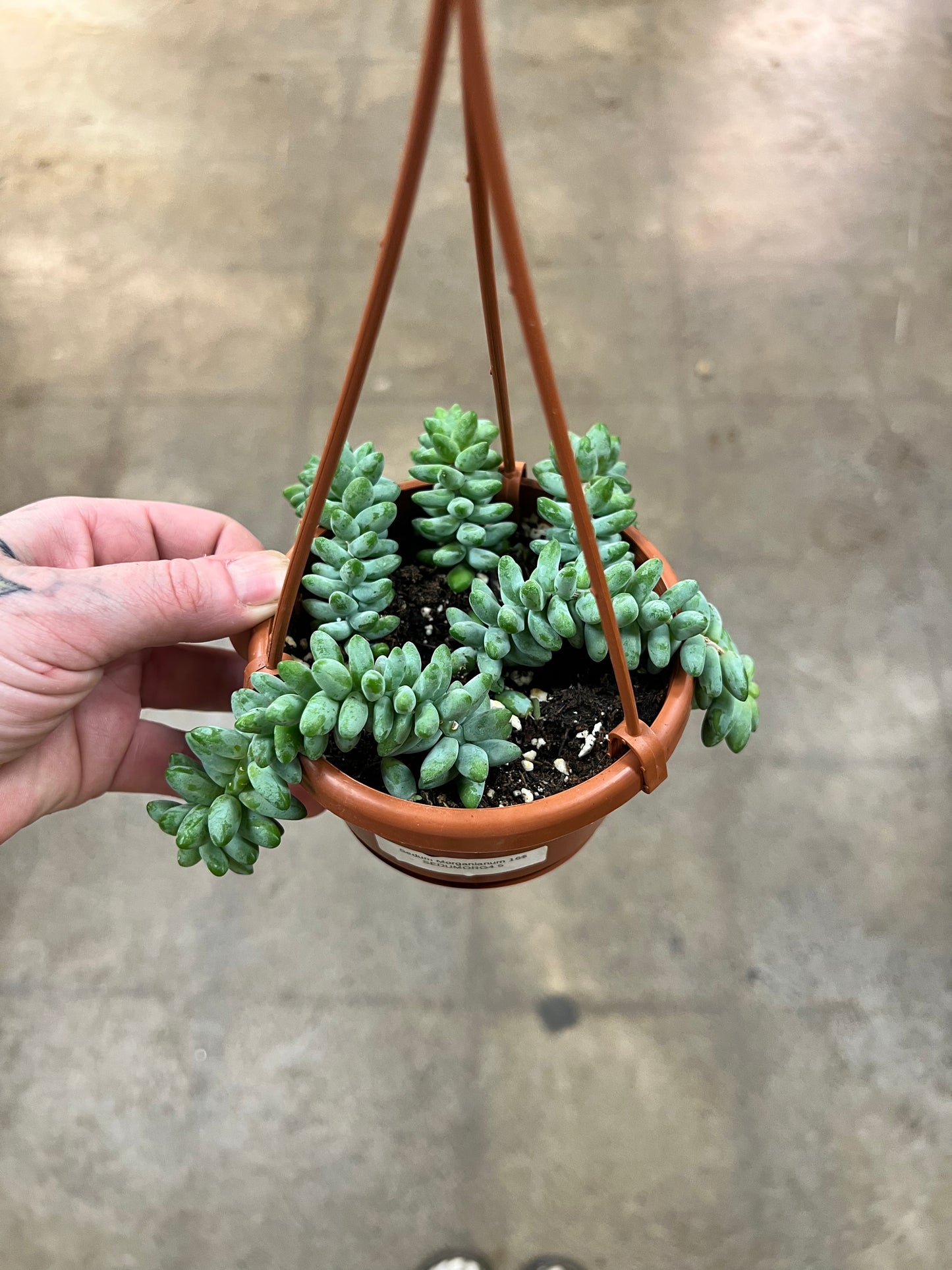 Sedum Morganianum