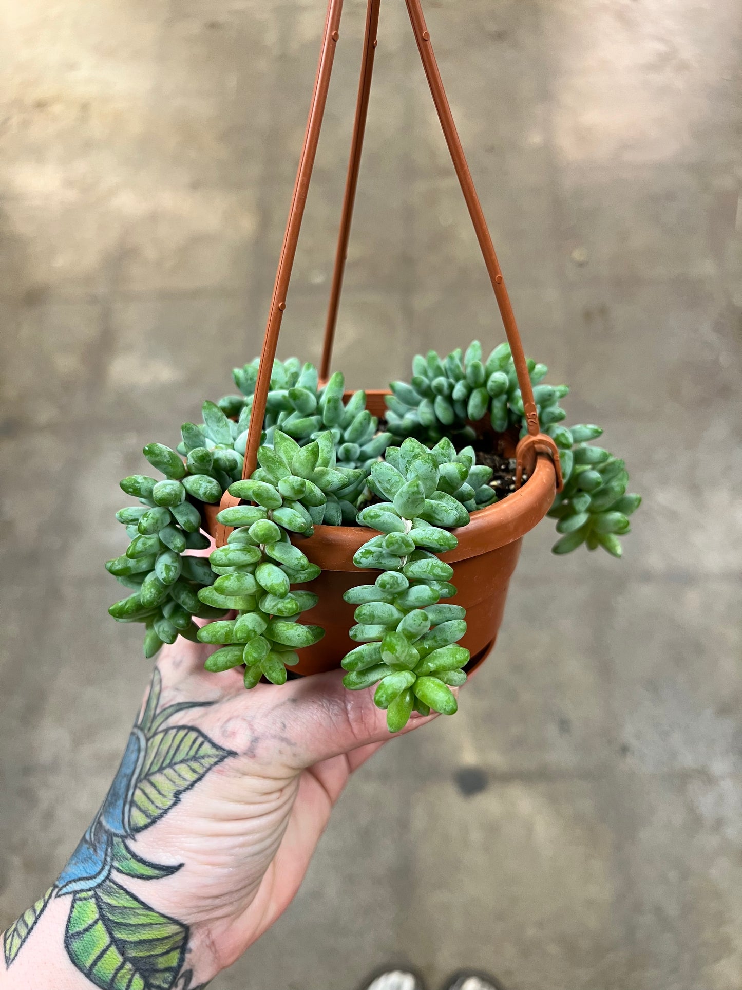 Sedum Morganianum