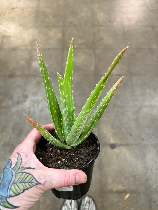 Aloe vera Barbadensis