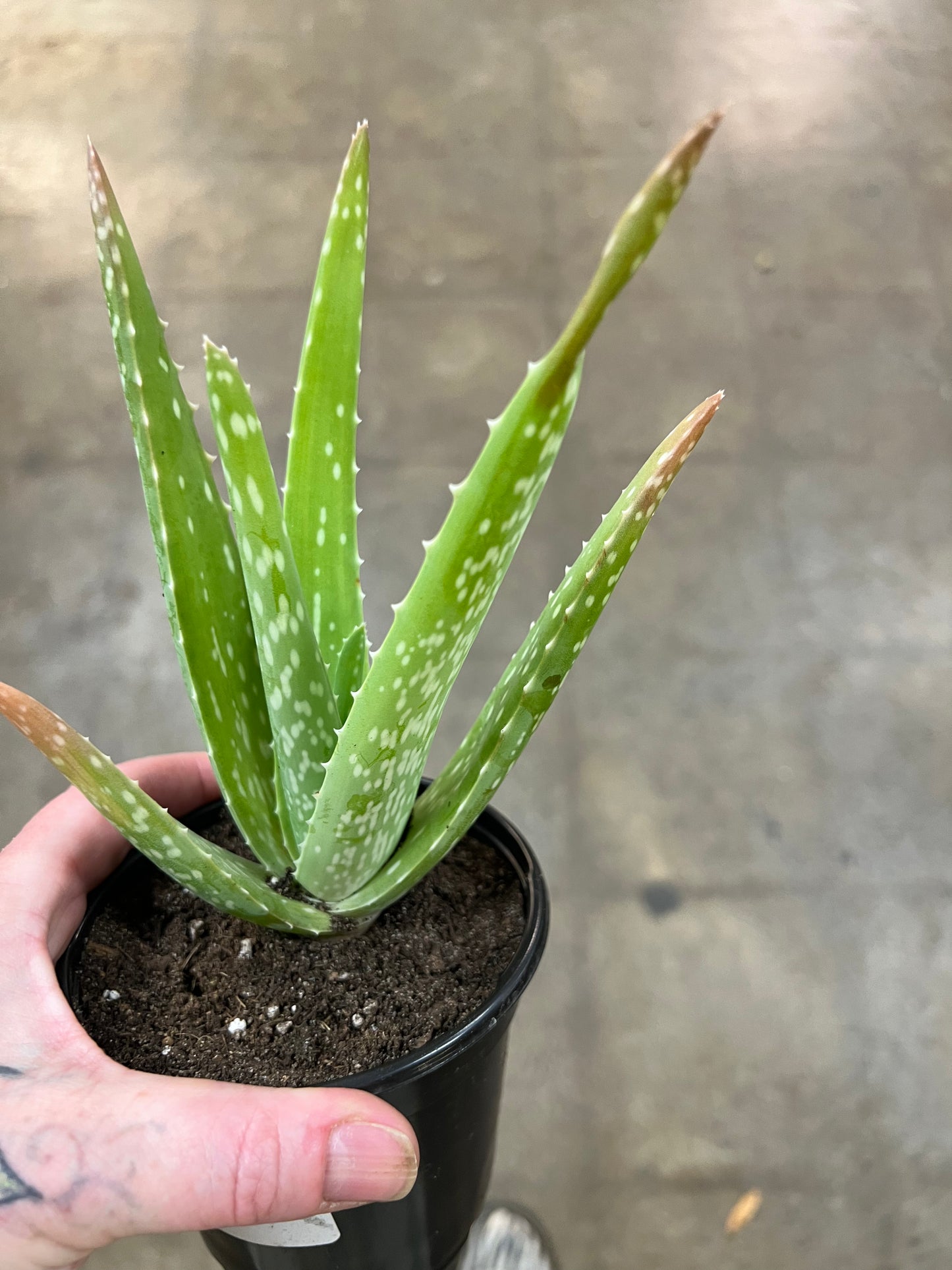 Aloe vera Barbadensis