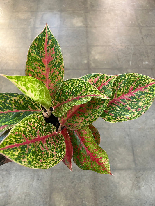 Aglaonema Night Sparkle