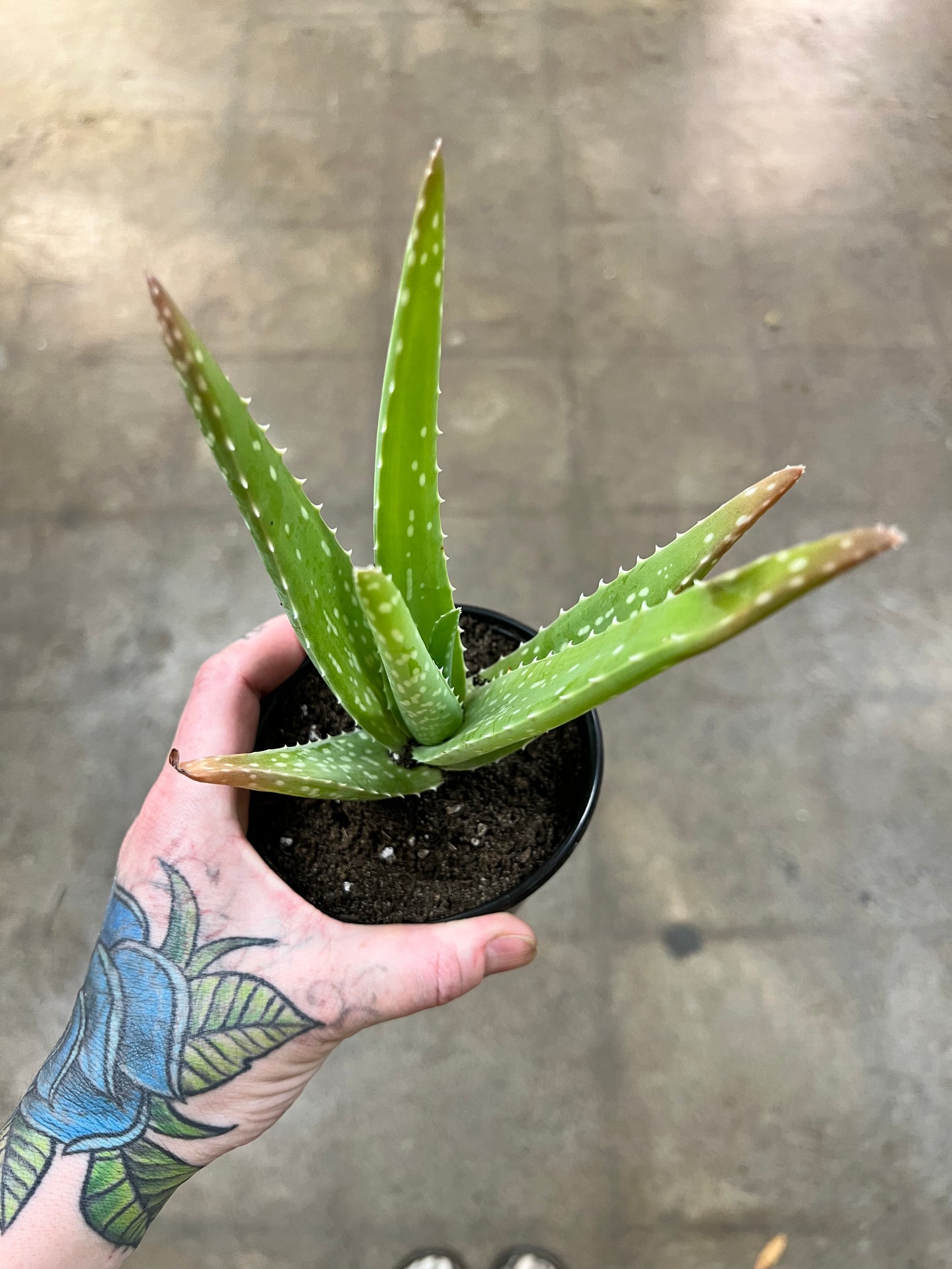 Aloe vera Barbadensis