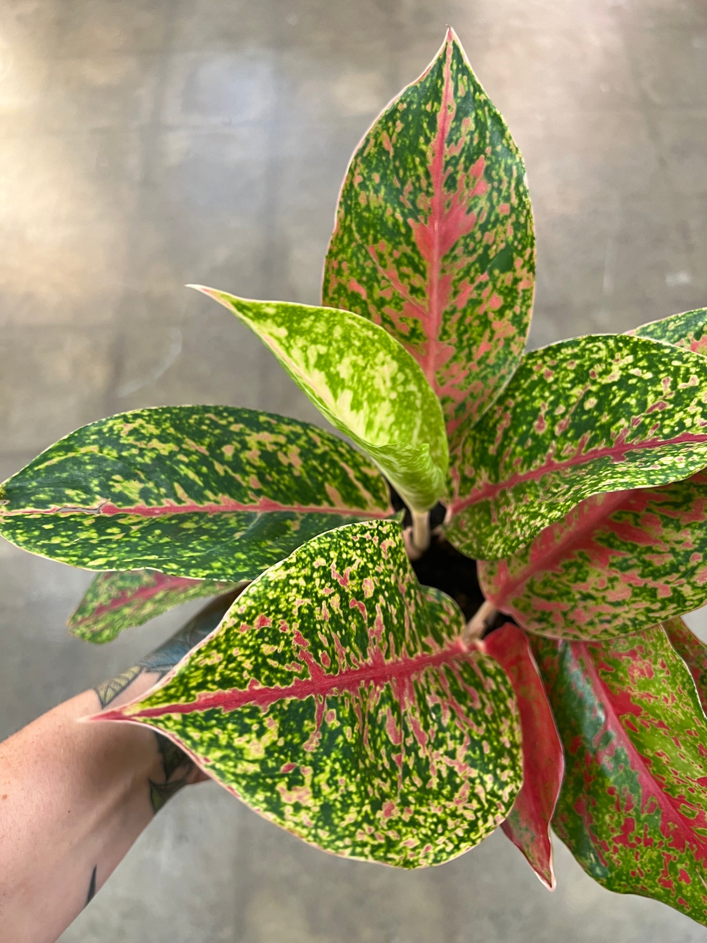 Aglaonema Night Sparkle