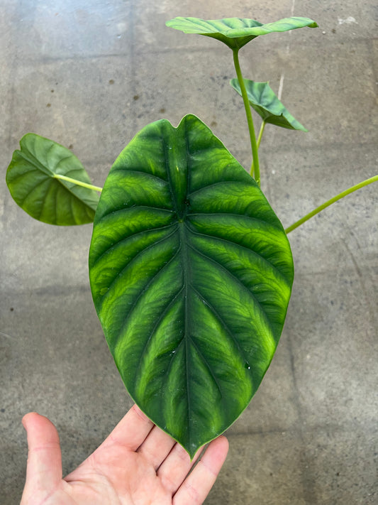 Alocasia Green Shield