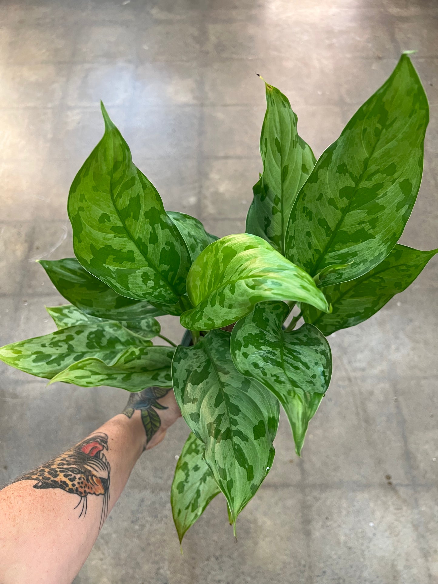 Aglaonema Army