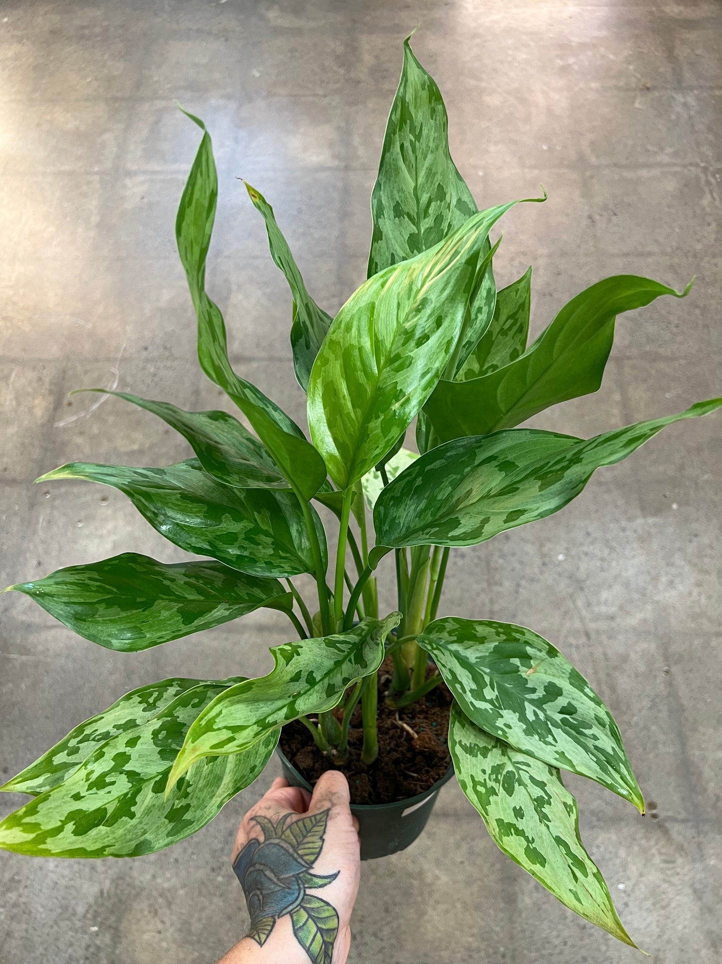 Aglaonema Army