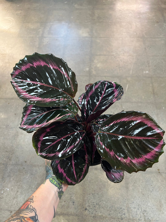 Calathea Princess Jessie