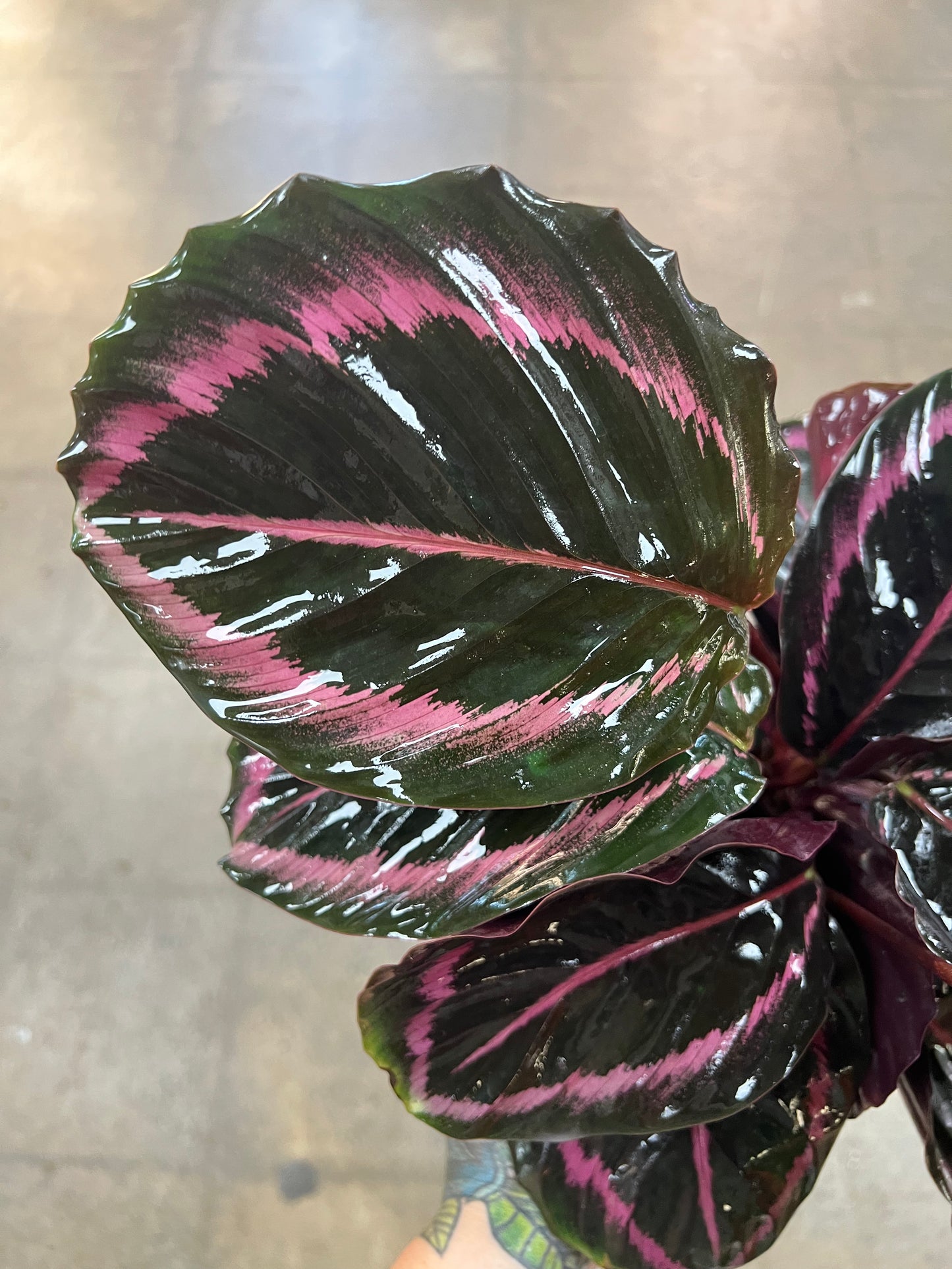 Calathea Princess Jessie