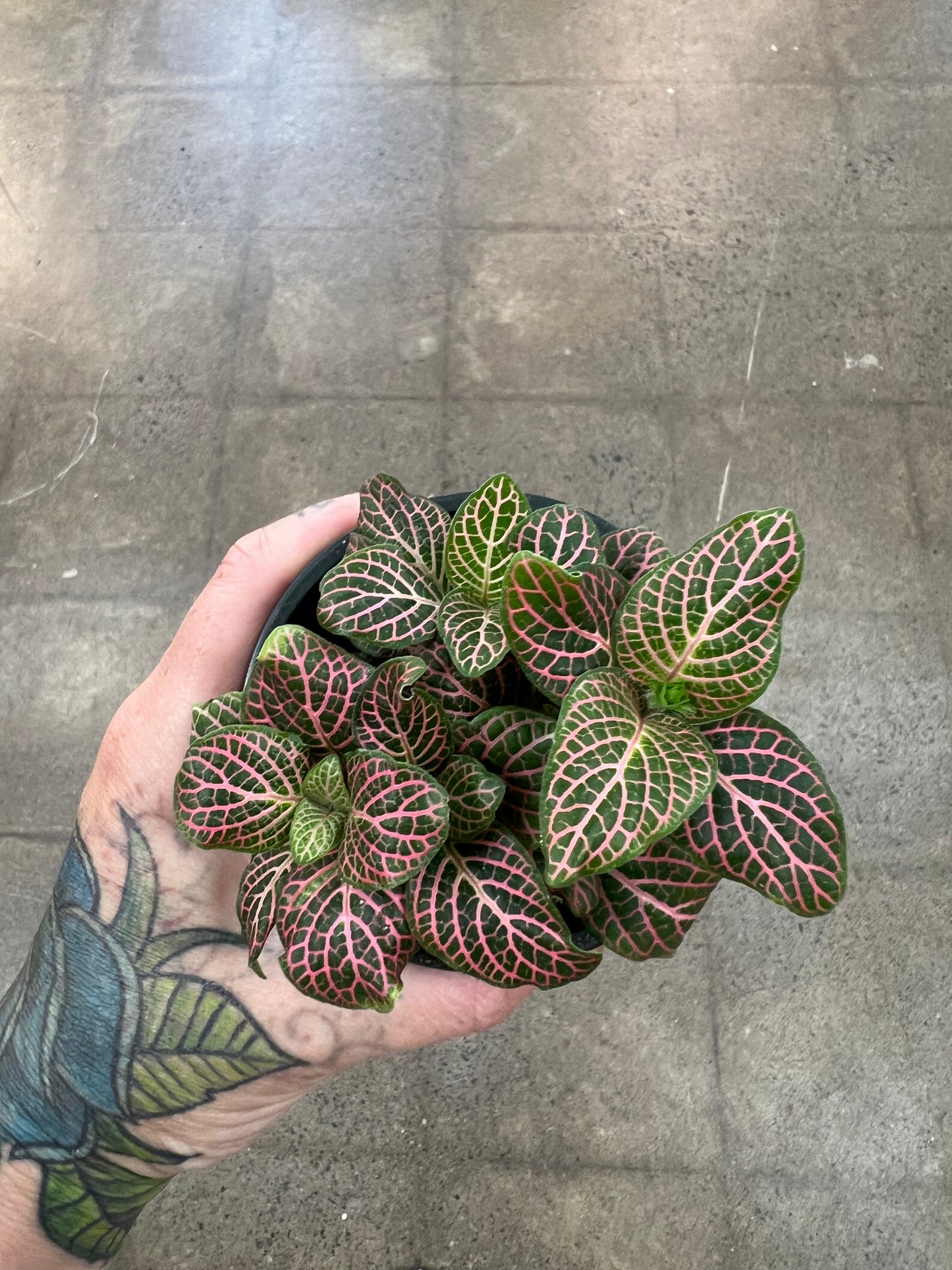 Fittonia Asst.