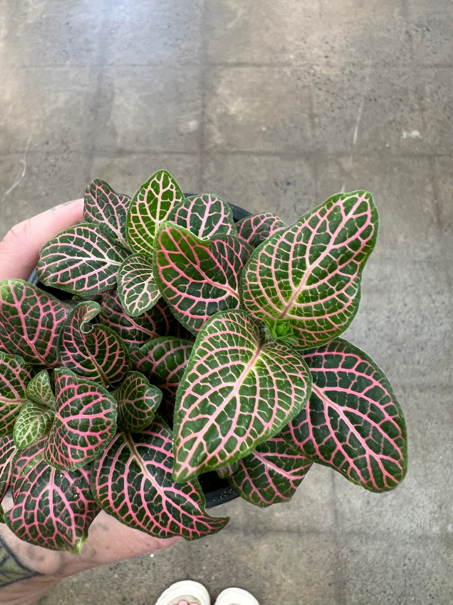 Fittonia Asst.