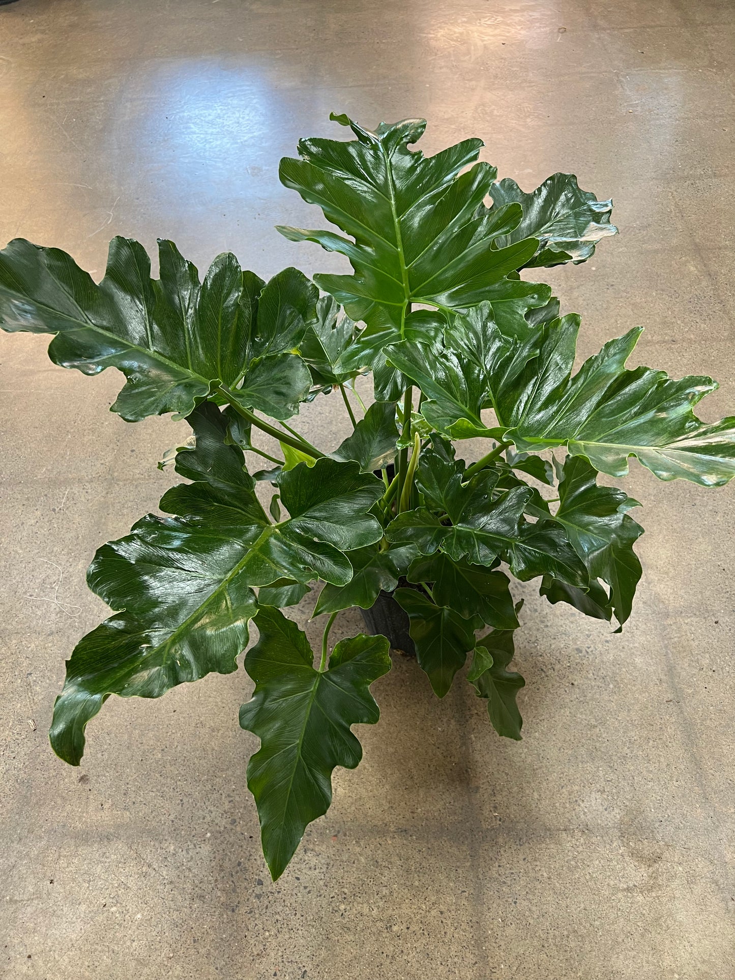 Philodendron Hope