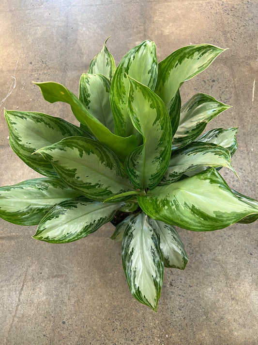 Aglaonema Silver Bay