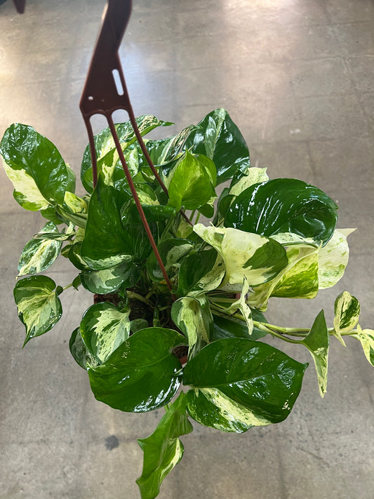 Pothos Manjula