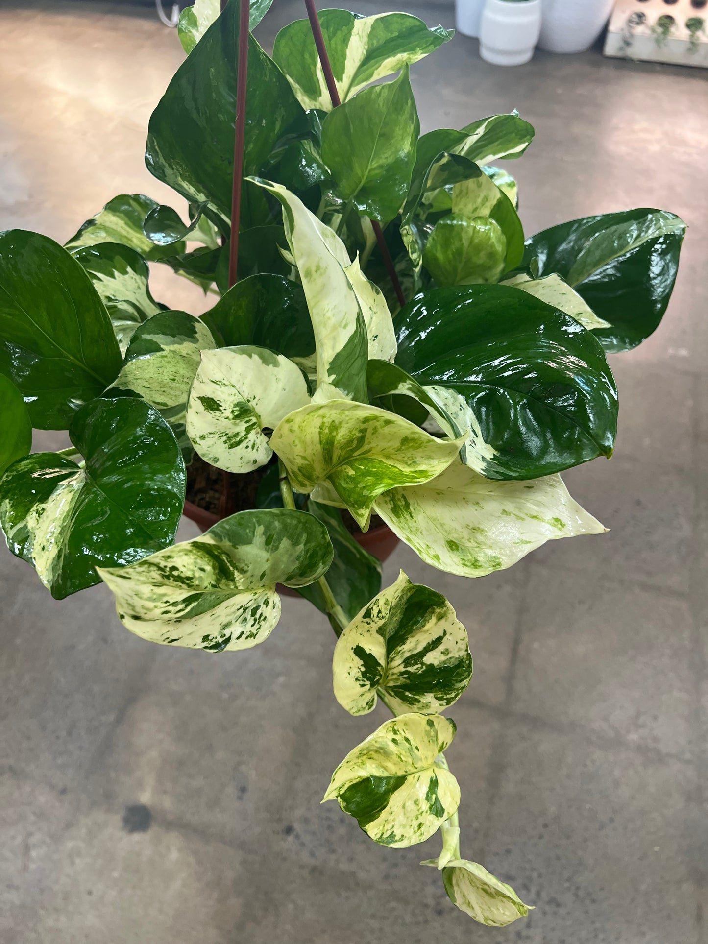 Pothos Manjula