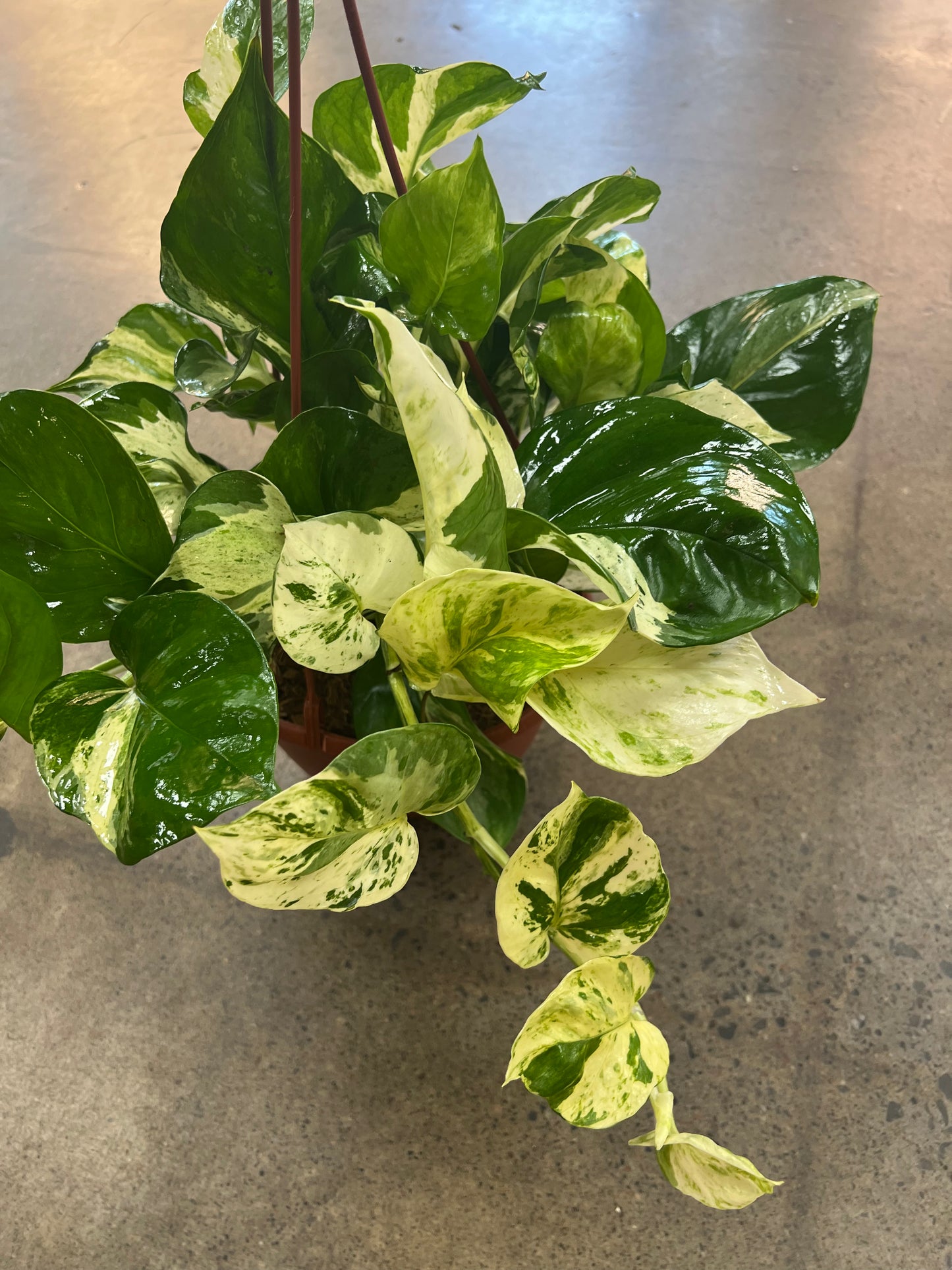 Pothos Manjula