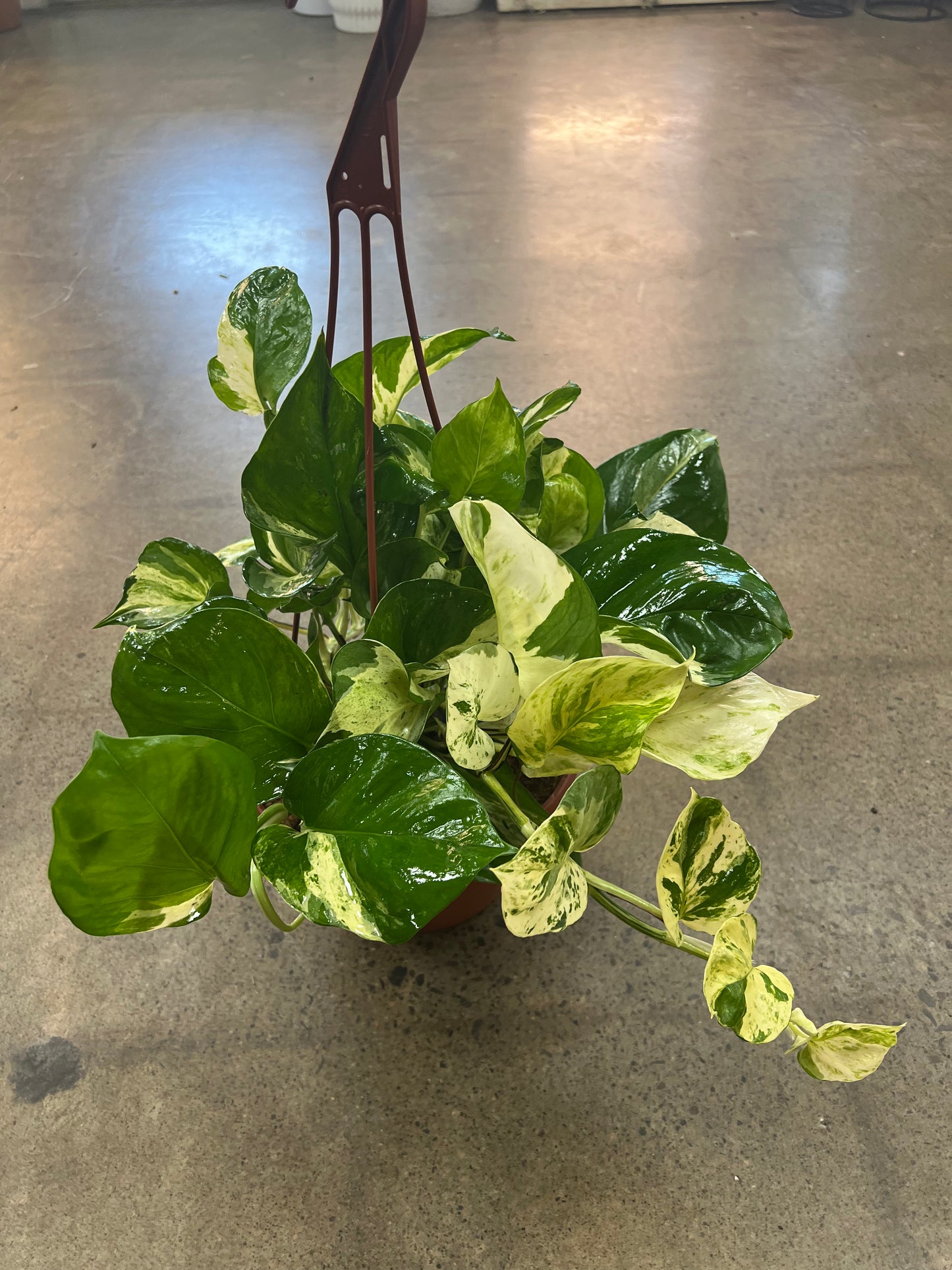 Pothos Manjula