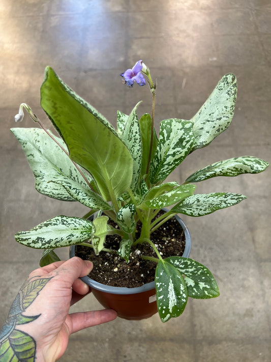Michaelmoelleria Vietnamensis