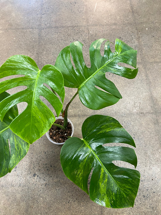 Monstera Green On green