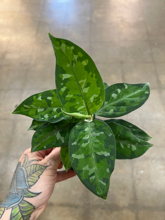 Aglaonema Pictum Tricolor