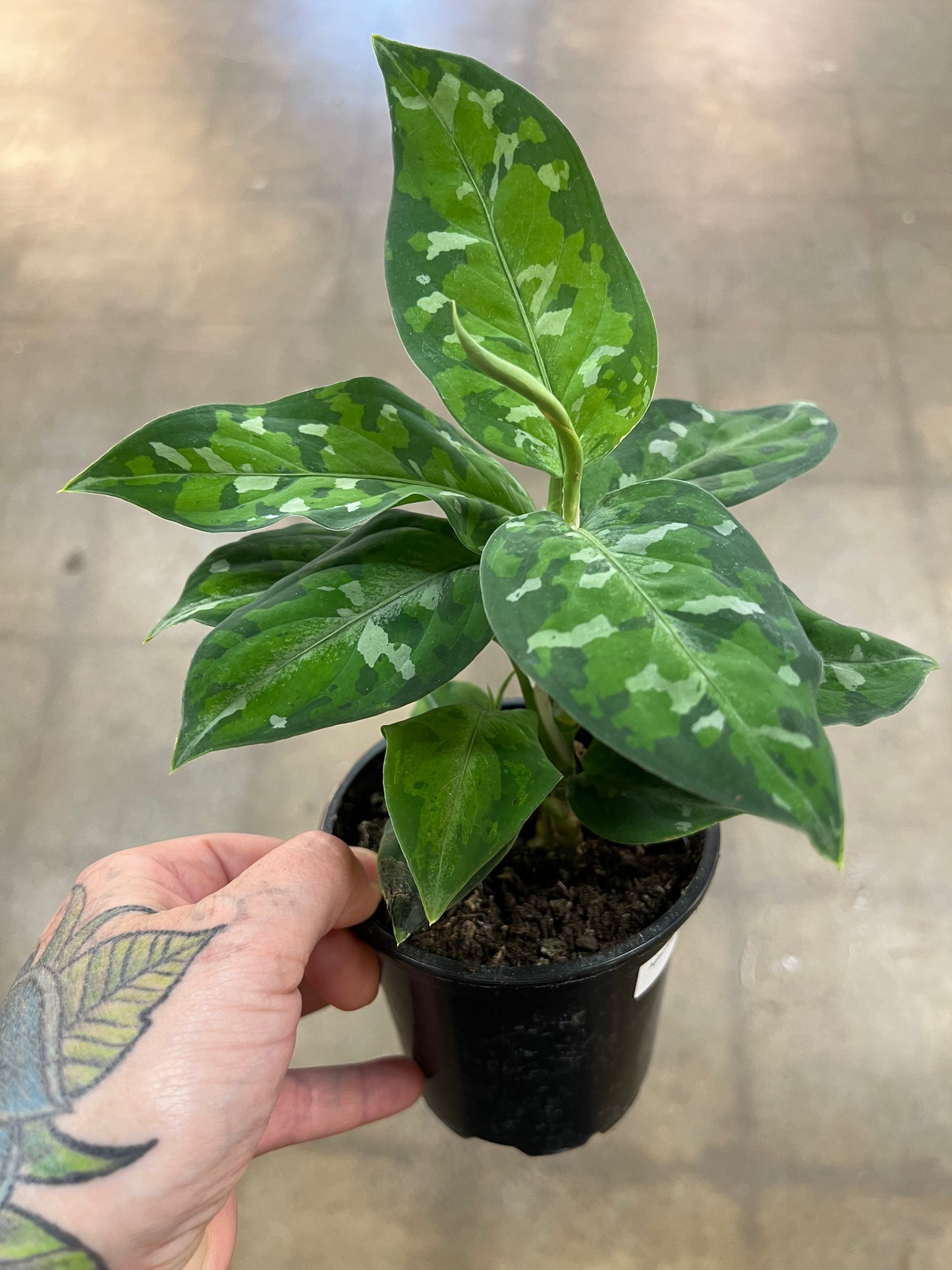Aglaonema Pictum Tricolor