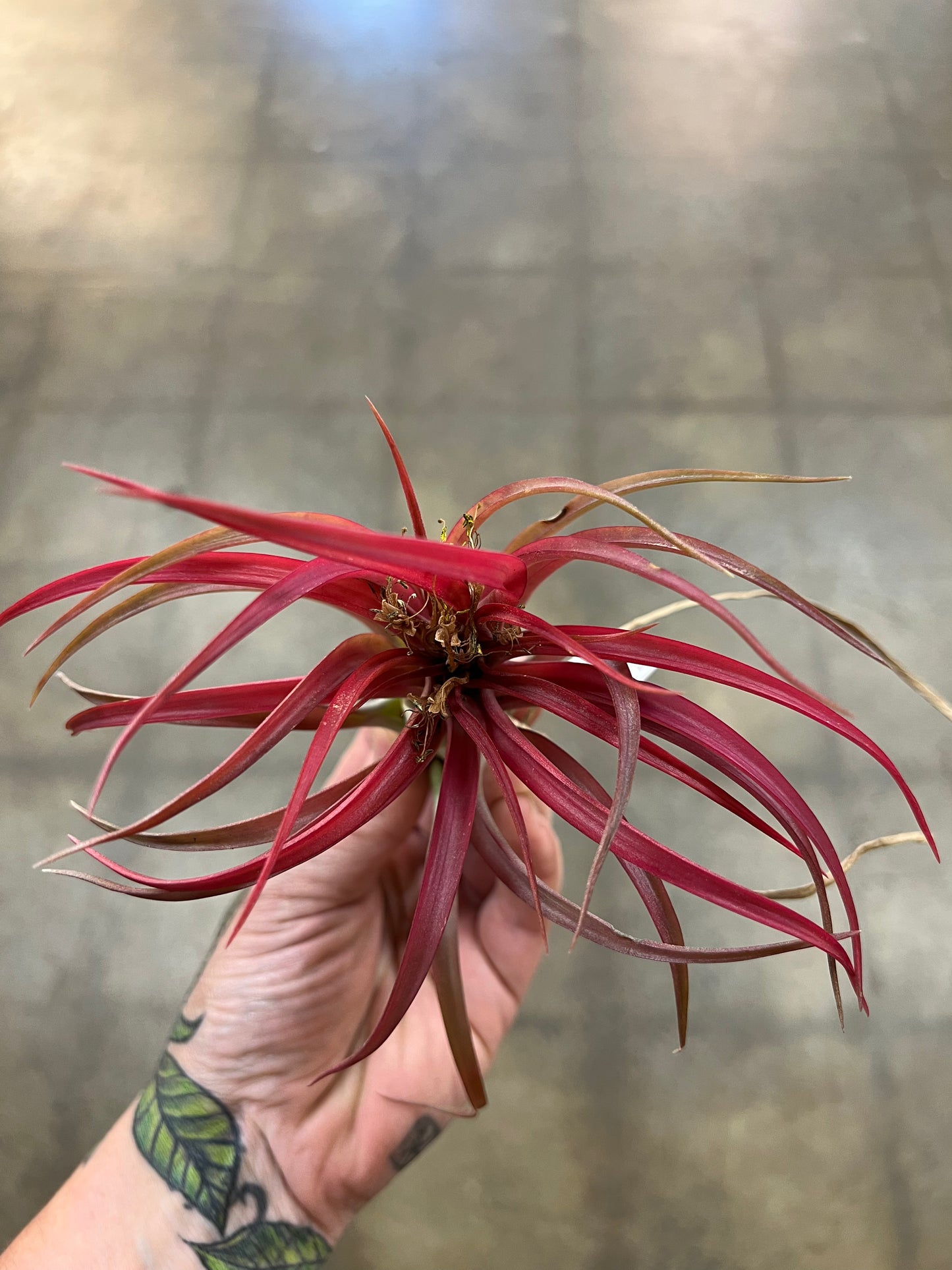 Tillandsia Brachycaulos Hybrid Medium Rose