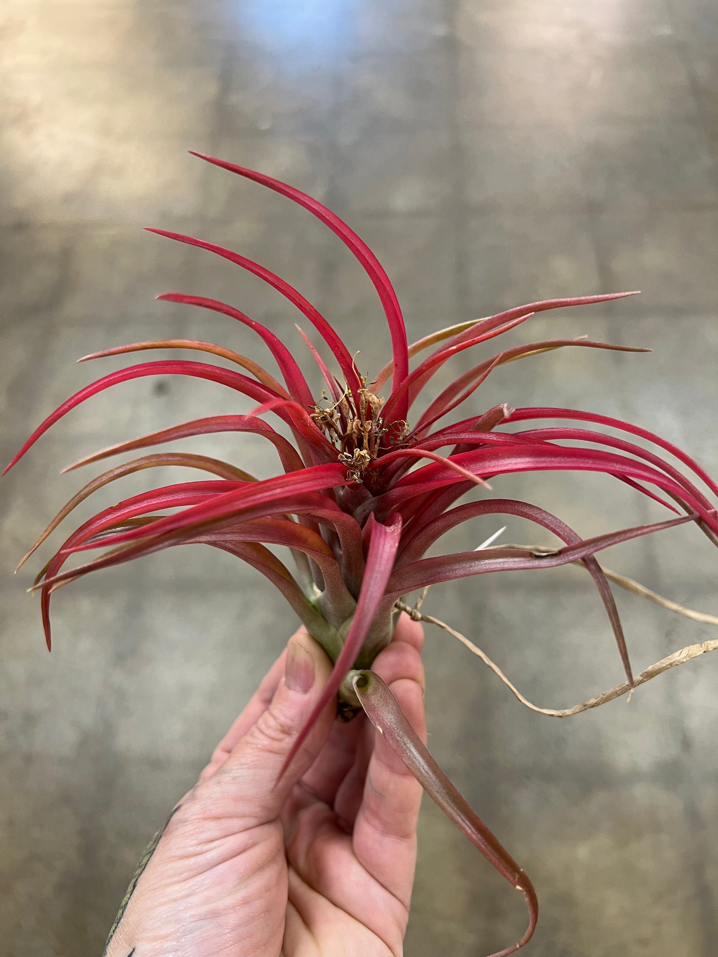 Tillandsia Brachycaulos Hybrid Medium Rose