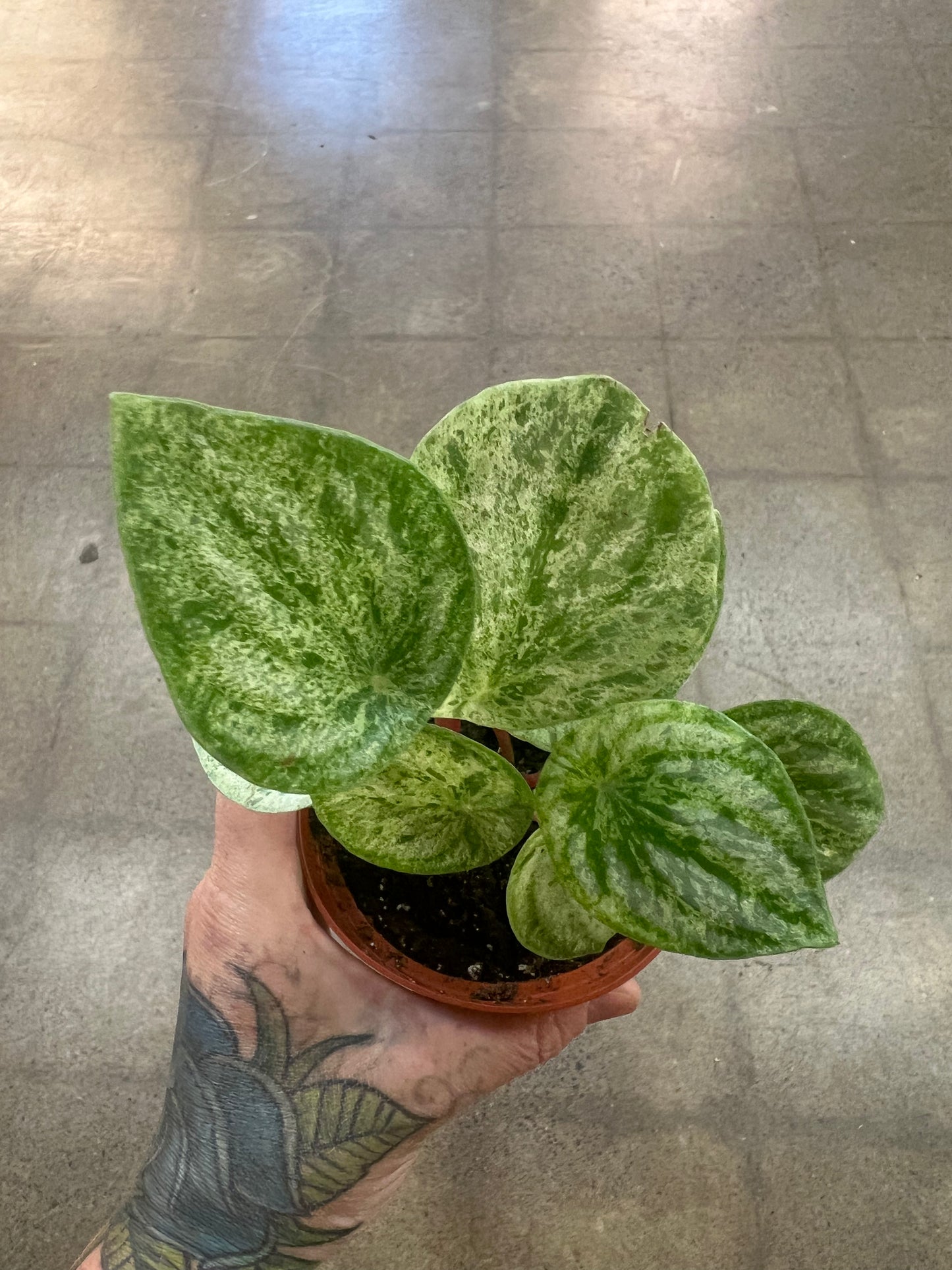 Peperomia Watermelon 'Harmony's Gold Dust'