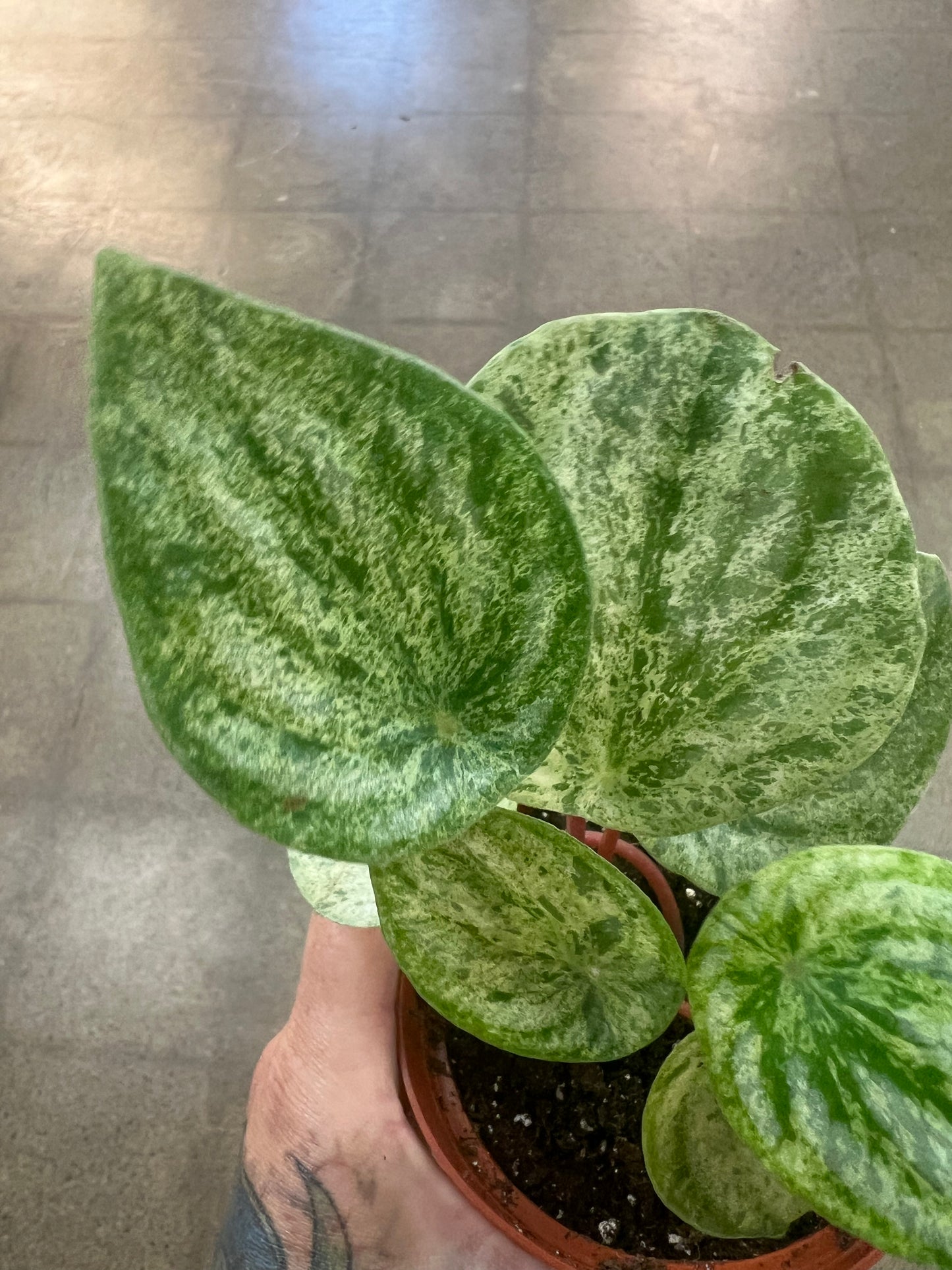 Peperomia Watermelon 'Harmony's Gold Dust'