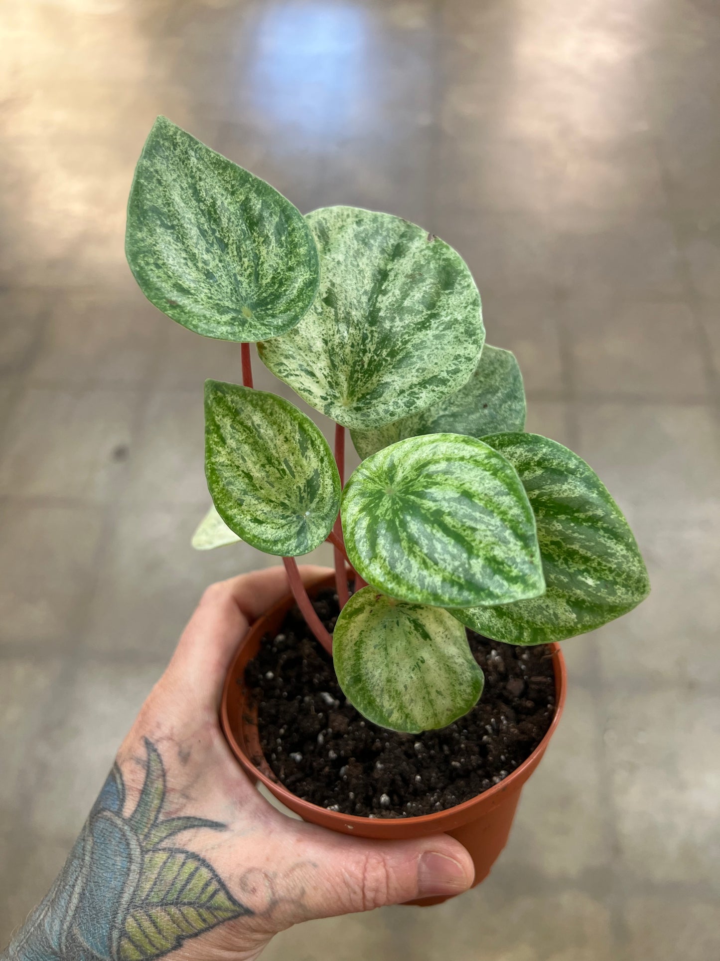 Peperomia Watermelon 'Harmony's Gold Dust'