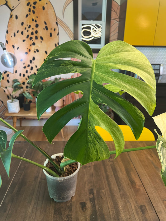 Monstera Mint