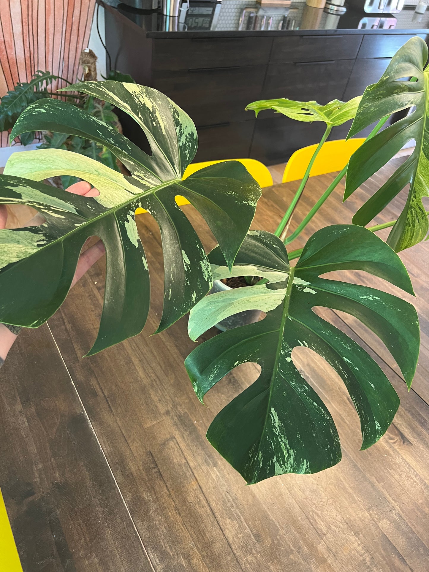 Monstera Mint