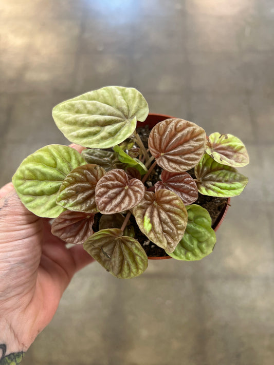 Peperomia Quito