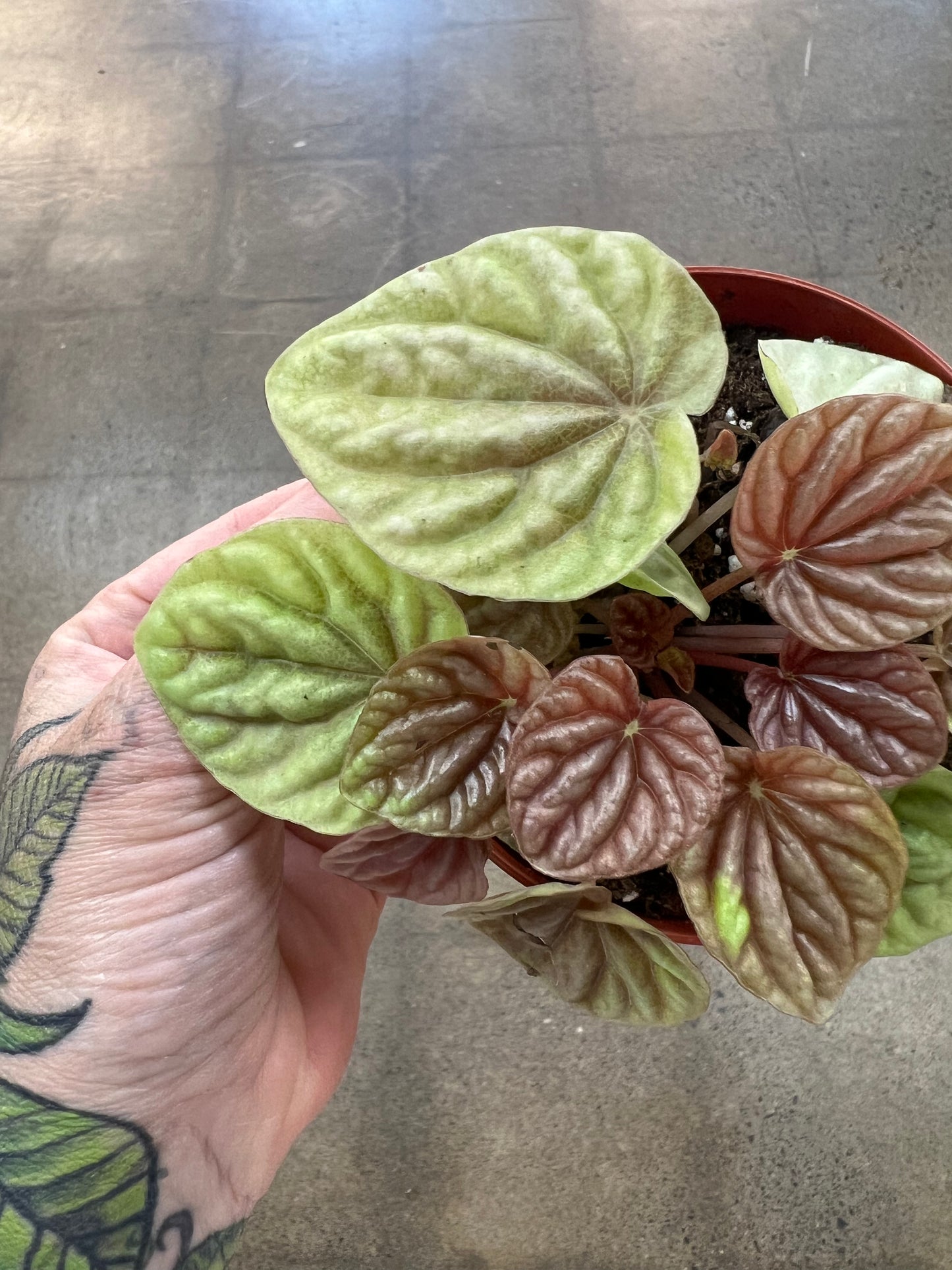 Peperomia Quito