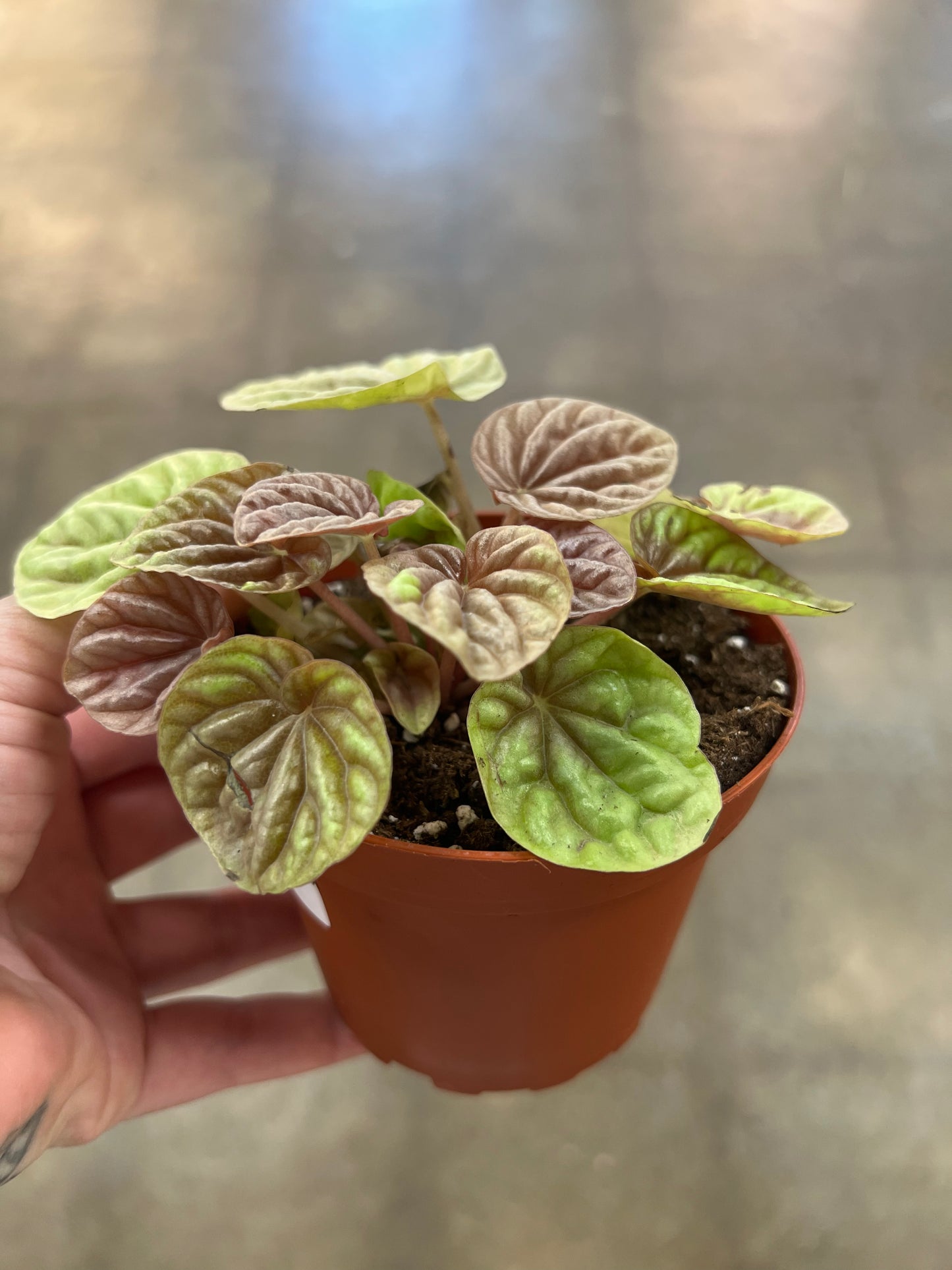 Peperomia Quito