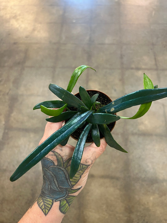 Microsorum Thailandicum