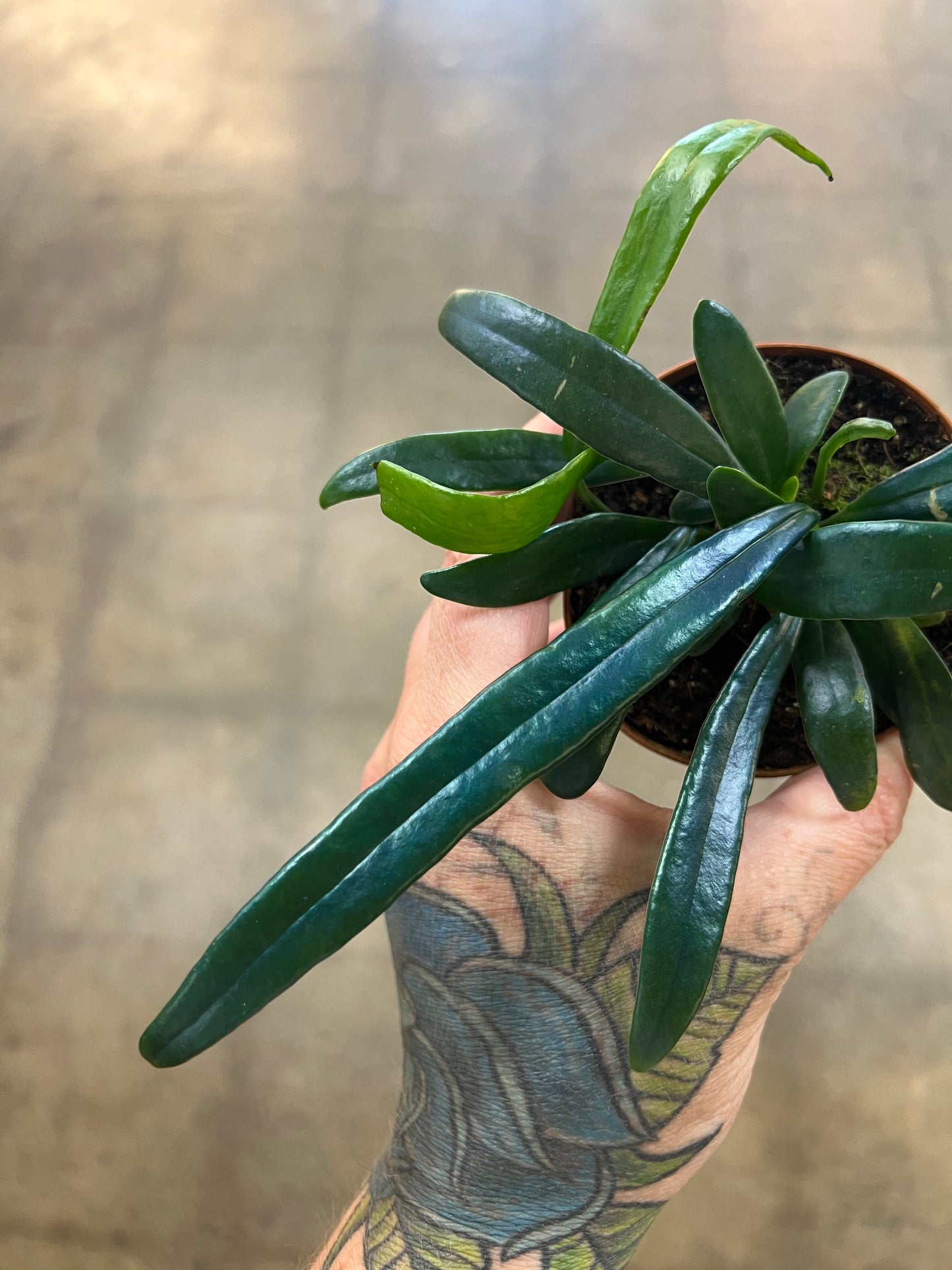 Microsorum Thailandicum