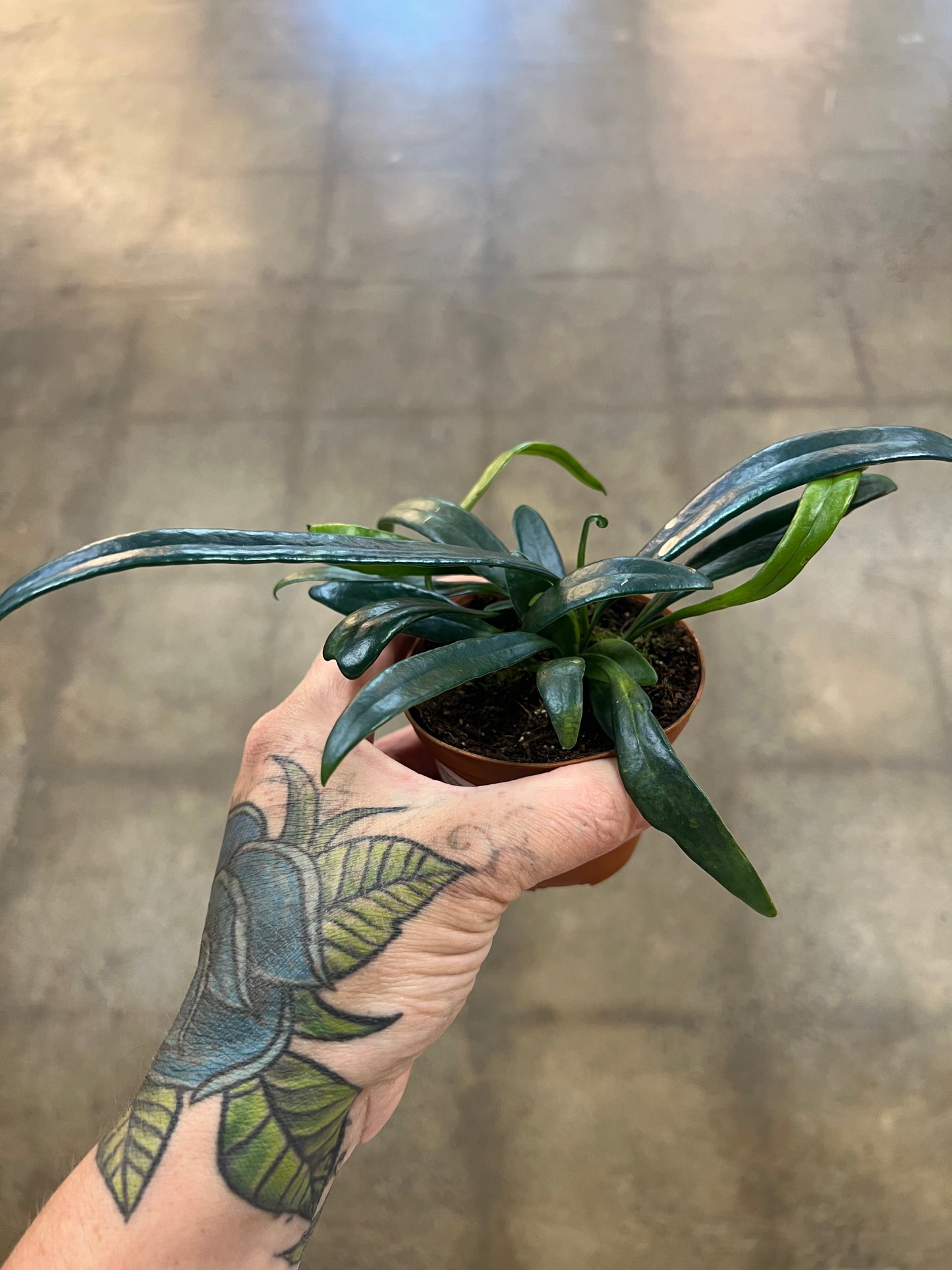 Microsorum Thailandicum