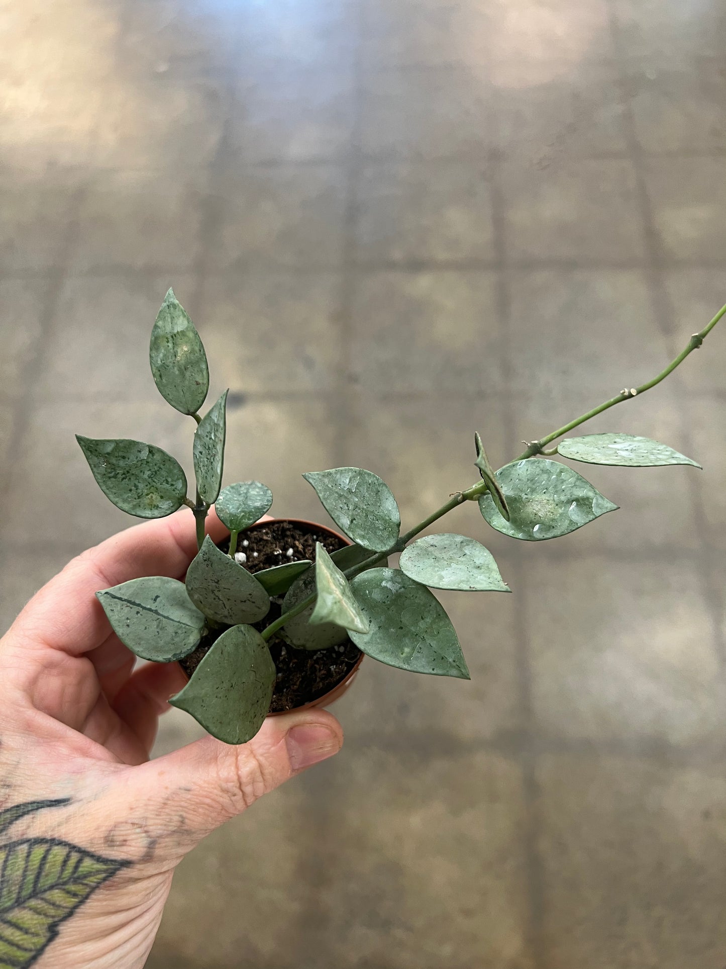 Hoya Krohniana Arctic