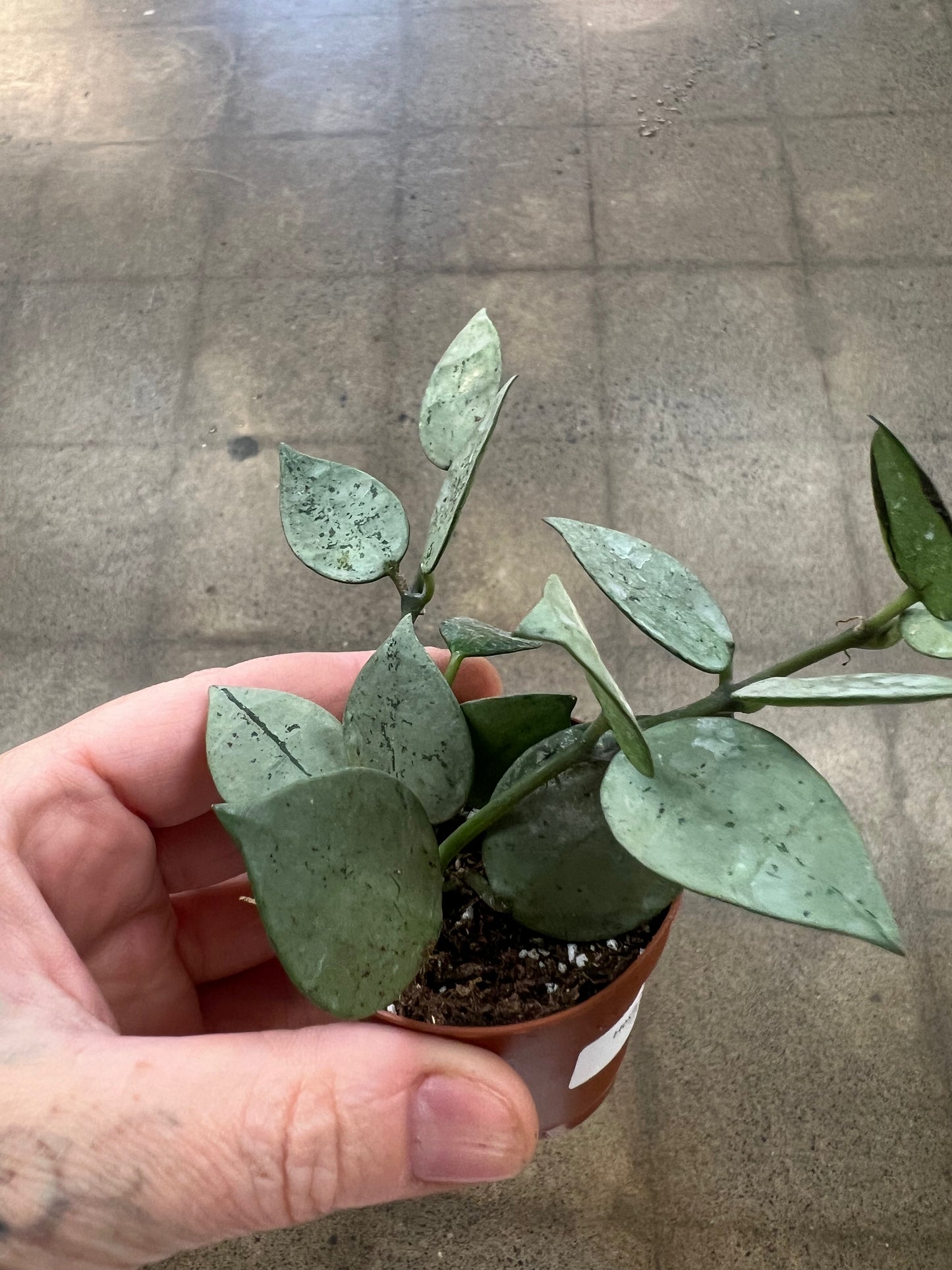Hoya Krohniana Arctic