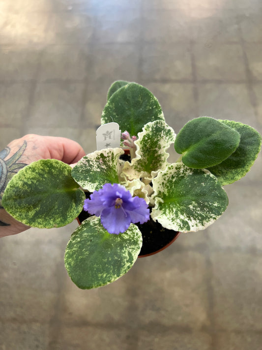 Violette Africaine variegated
