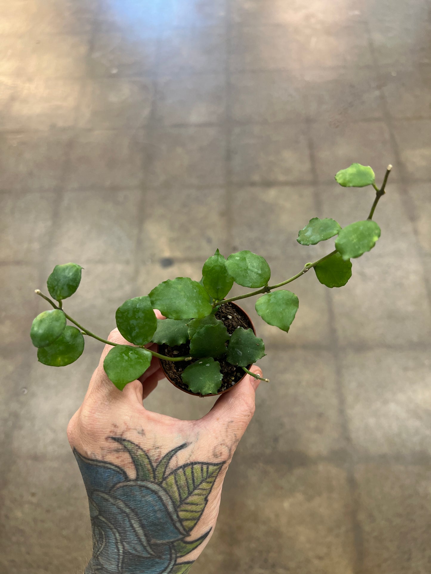 Hoya Endauensis