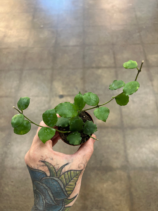 Hoya Endauensis