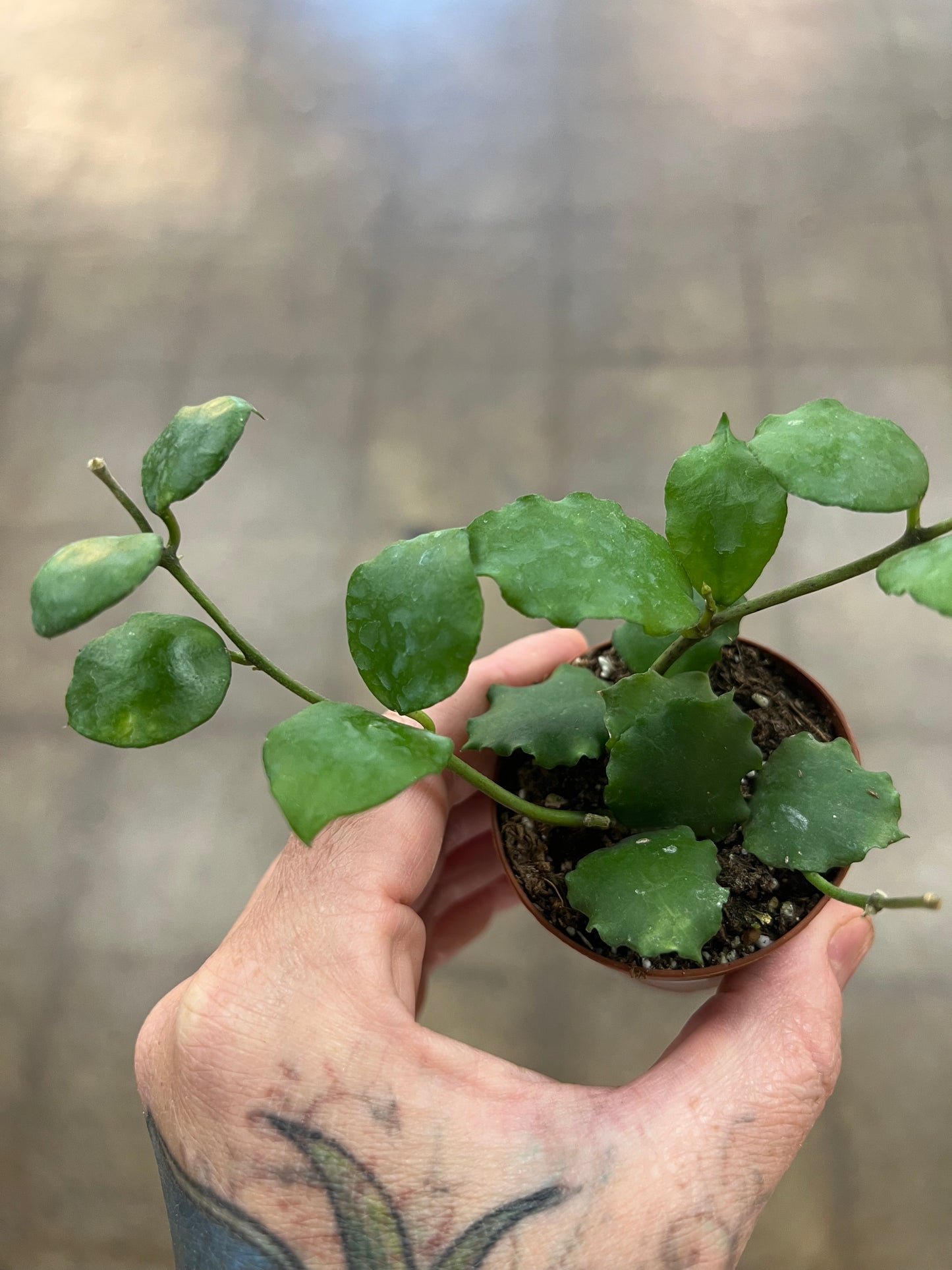 Hoya Endauensis