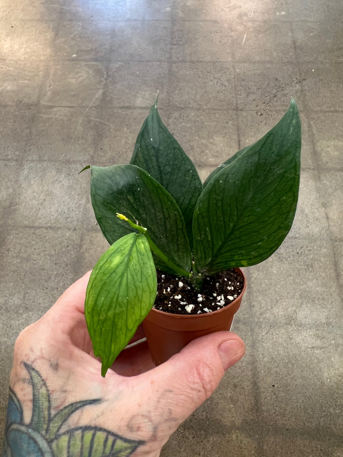 Hoya Polyneura