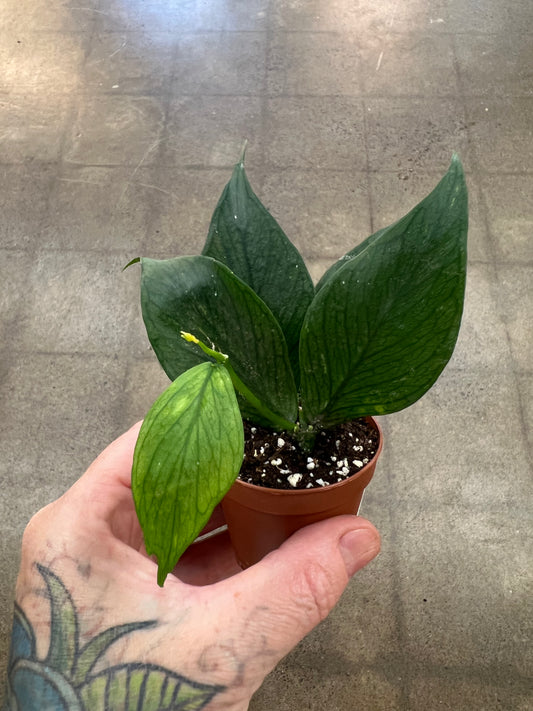 Hoya Polyneura