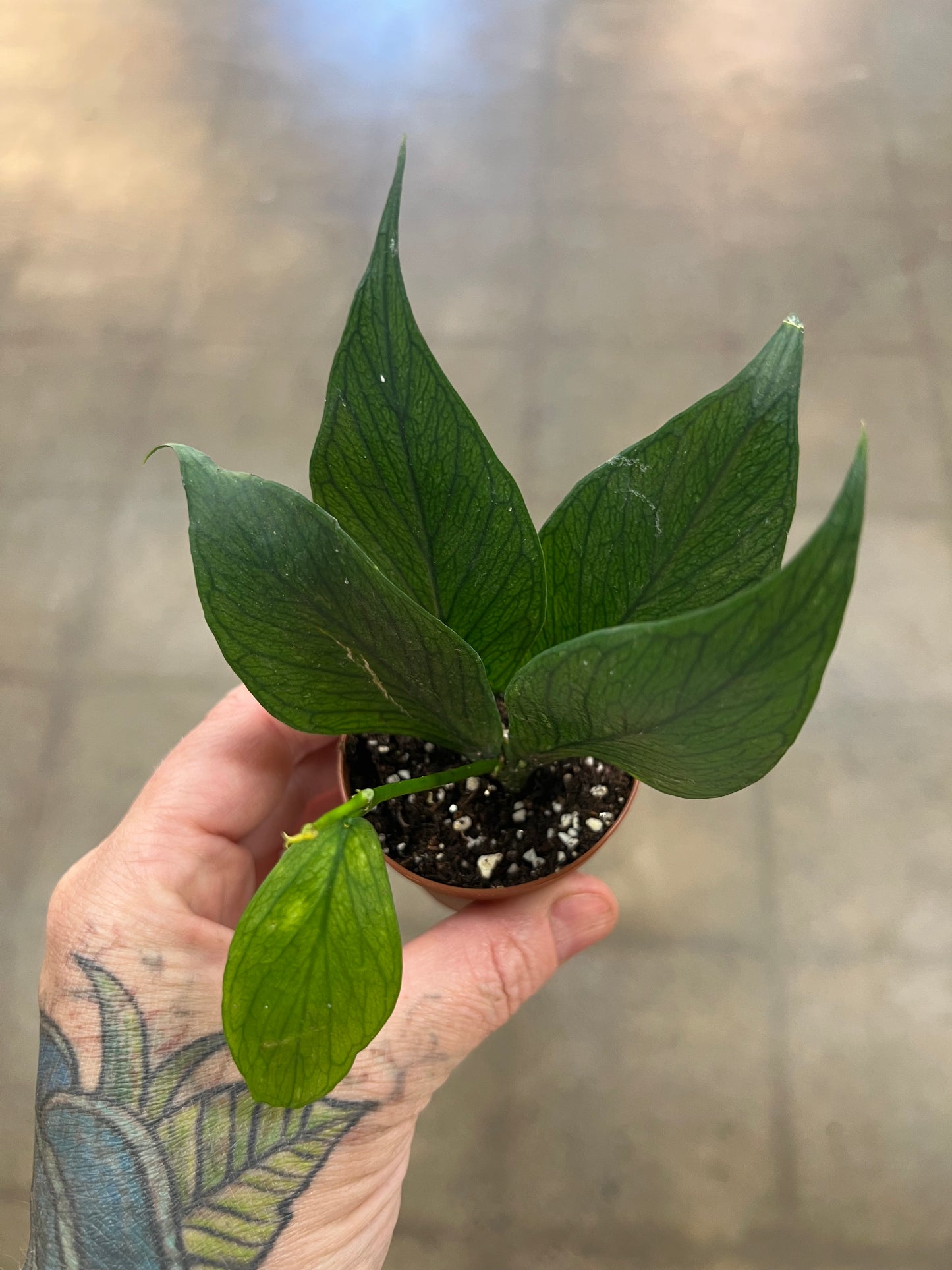Hoya Polyneura